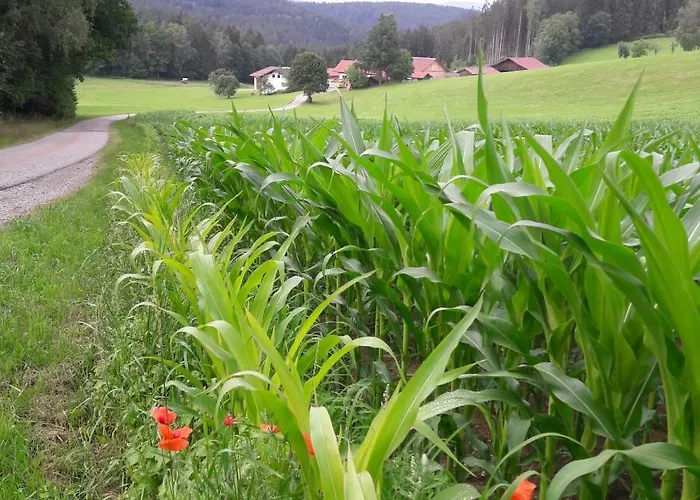 Schmalzgrub *